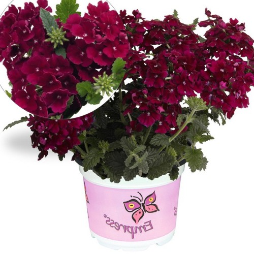 Verbena 'Empress® Flair Burgundy' - Aed-raudürt 'Empress® Flair Burgundy' P9/0,55L